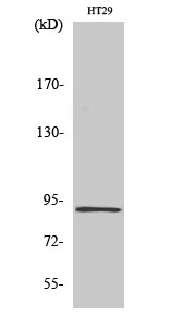 InsP 3-kinase C Polyclonal Antibody