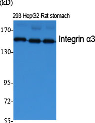 Integrin α3 Polyclonal Antibody