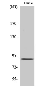 iPLA2γ Polyclonal Antibody