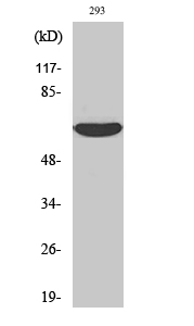 IRAK-2 Polyclonal Antibody