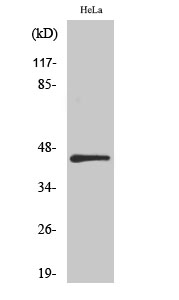 IRF-3 Polyclonal Antibody