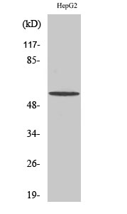 IRTKS Polyclonal Antibody