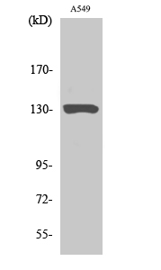 JAK1 Polyclonal Antibody