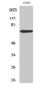 LIMK-1/2 Polyclonal Antibody