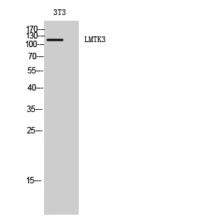 LMTK3 Polyclonal Antibody