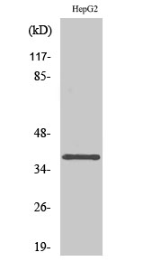 L-type Ca++ CP γ7 Polyclonal Antibody