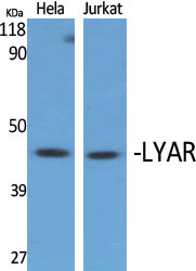 LYAR Polyclonal Antibody