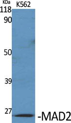 MAD2 Polyclonal Antibody