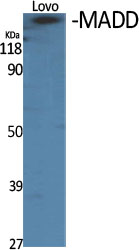 MADD Polyclonal Antibody