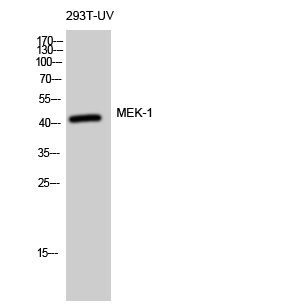 MEK-1 Polyclonal Antibody