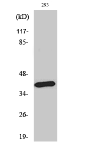 MEL-1B-R Polyclonal Antibody