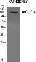 mGluR-4 Polyclonal Antibody