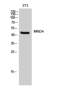 MNDA Polyclonal Antibody