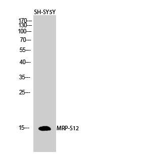 MRP-S12 Polyclonal Antibody