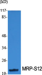 MRP-S12 Polyclonal Antibody