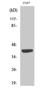 MRP-S22 Polyclonal Antibody