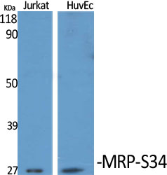 MRP-S34 Polyclonal Antibody