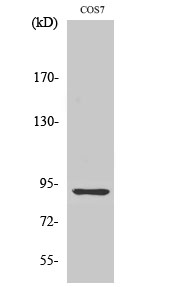 MSK1 Polyclonal Antibody