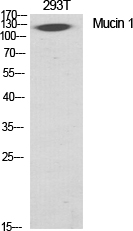 Mucin 1 Polyclonal Antibody