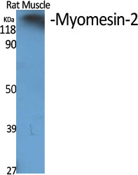 Myomesin-2 Polyclonal Antibody