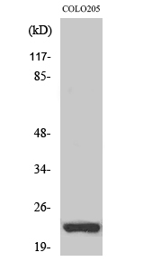 NEEP21 Polyclonal Antibody