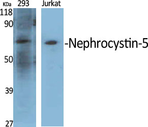 Nephrocystin-5 Polyclonal Antibody