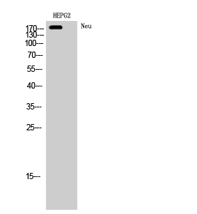 Neu Polyclonal Antibody