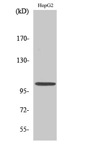 NFκB-p105 Polyclonal Antibody