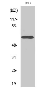 NFκB-p65 Polyclonal Antibody