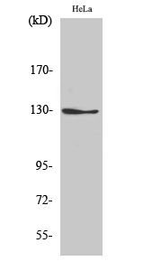 NOS2 Polyclonal Antibody