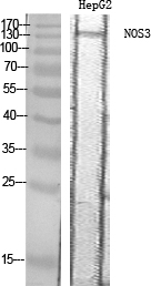 NOS3 Polyclonal Antibody