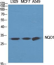 NQO1 Polyclonal Antibody