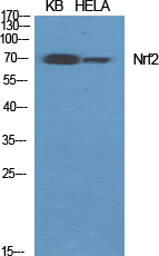 Nrf2 Polyclonal Antibody