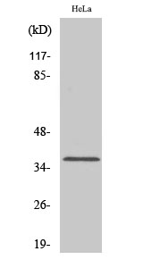 Olfactory receptor 1D4/1D5 Polyclonal Antibody