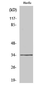 Olfactory receptor 2M7 Polyclonal Antibody