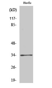 Olfactory receptor 2T2/35 Polyclonal Antibody