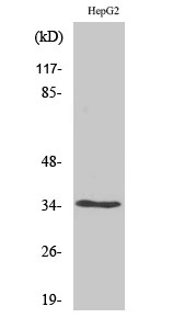 Olfactory receptor 52E4 Polyclonal Antibody