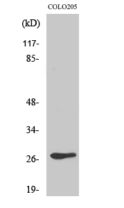 Olfactory receptor 5D3 Polyclonal Antibody