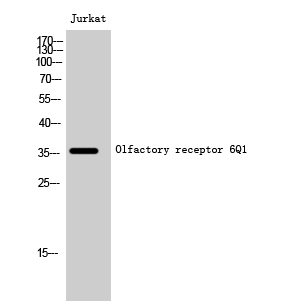 Olfactory receptor 6Q1 Polyclonal Antibody