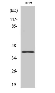 Olfactory receptor 8S1 Polyclonal Antibody