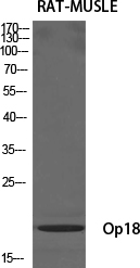 Op18 Polyclonal Antibody