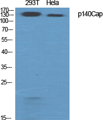 p140Cap Polyclonal Antibody