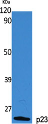 p23 Polyclonal Antibody