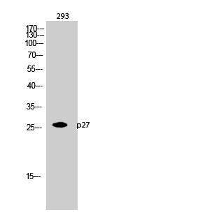 p27 Polyclonal Antibody