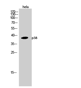 p38 Polyclonal Antibody