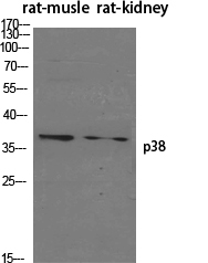 p38 Polyclonal Antibody