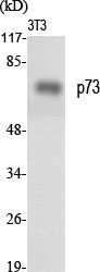 p73 Polyclonal Antibody