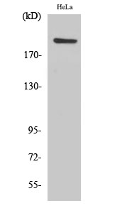 PHF3 Polyclonal Antibody