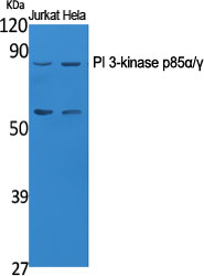 PI 3-kinase p85α/γ Polyclonal Antibody