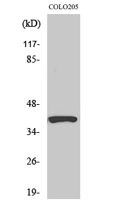 PI-9 Polyclonal Antibody